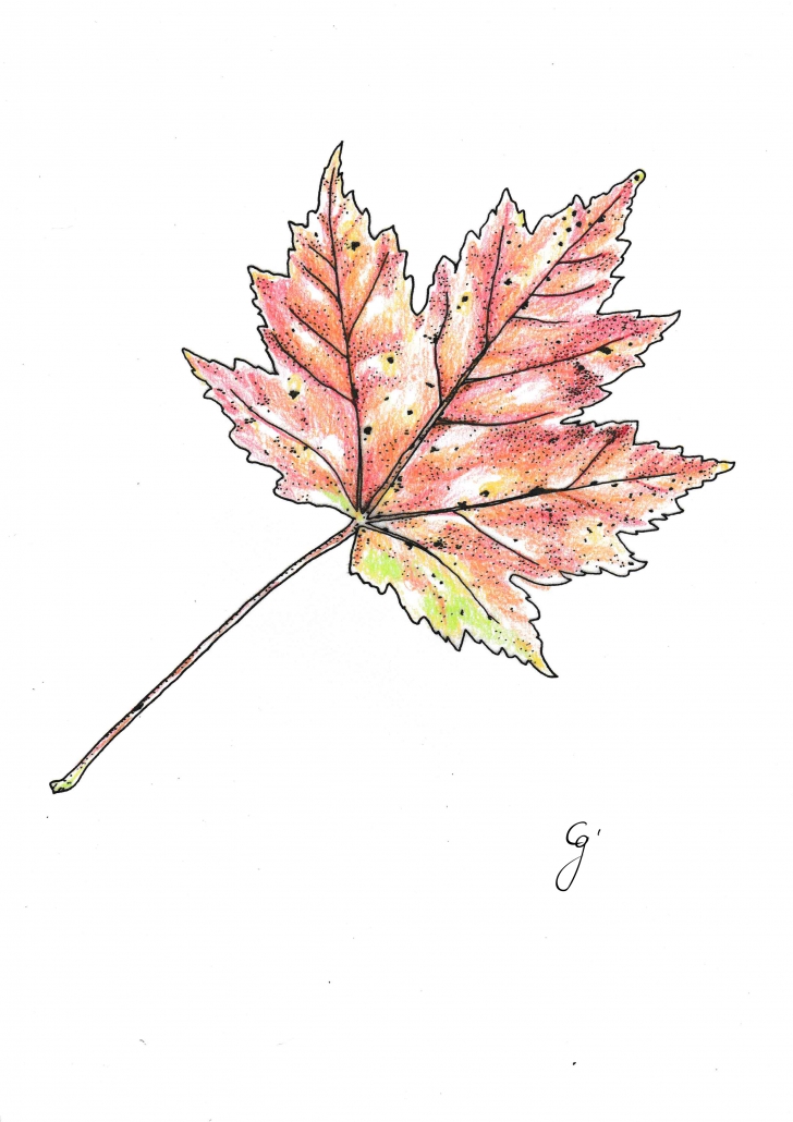 Maple leaf